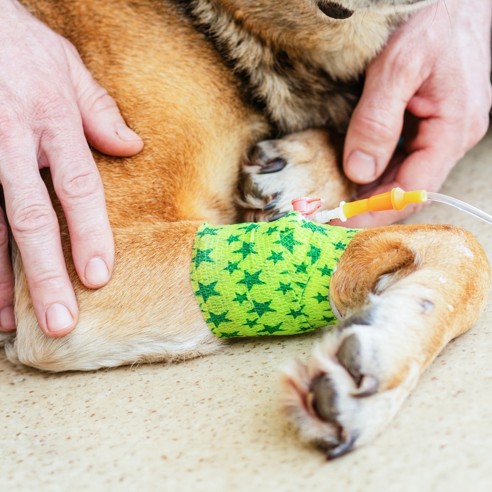 Chimiothérapie en cours pour un chien